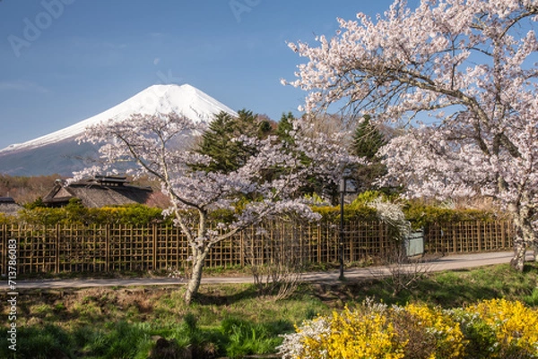 Obraz 忍野村から富士山と桜