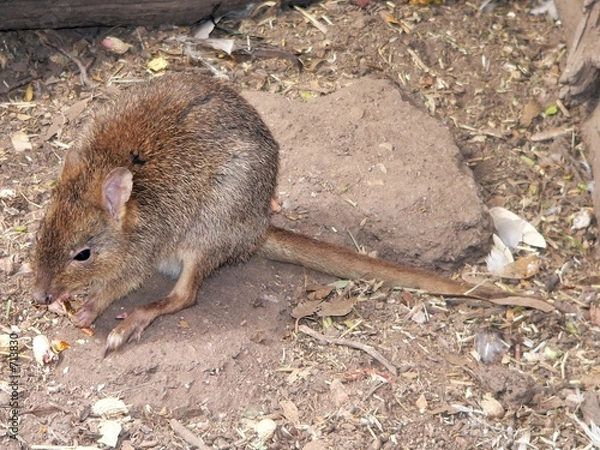 Obraz Kangura szczura