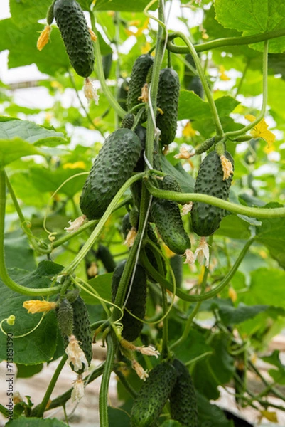 Obraz Ogórki gruntowe