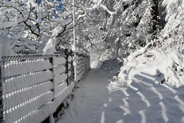 Fototapeta snow covered trees