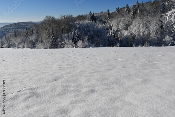 Fototapeta Snowy farytail