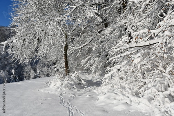 Fototapeta snow covered trees