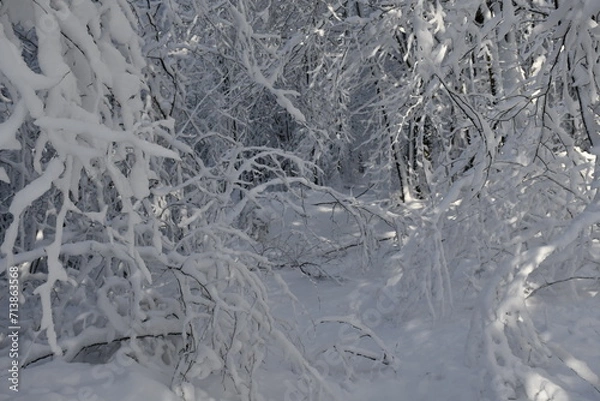 Fototapeta crystals on trees