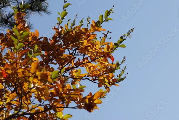 Fototapeta 紅葉した葉