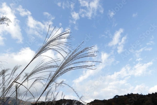 Fototapeta ススキと空