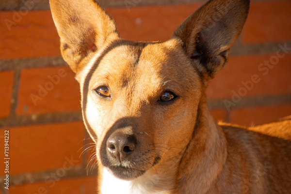 Obraz Dog looking at the camera