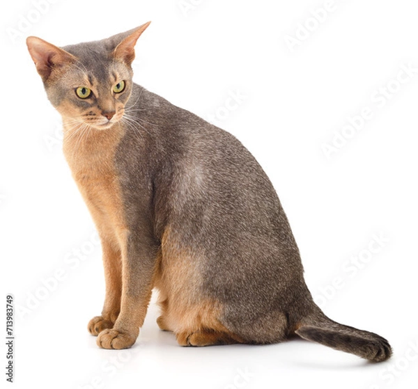 Obraz Dark gray cat.