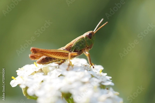 Obraz grasshopper on a flauer