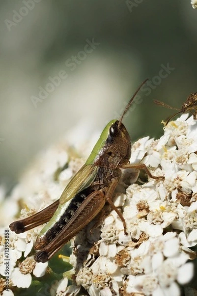 Obraz grasshopper on a flower