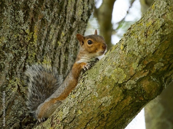 Fototapeta squirrel sitting on a tree