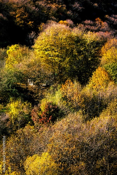 Obraz moss on the rocks