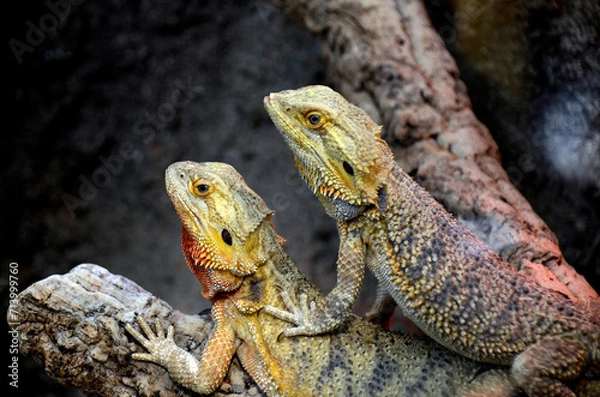 Fototapeta フトアゴヒゲトカゲ