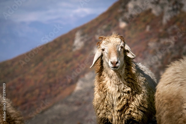 Obraz sheep in the mountains