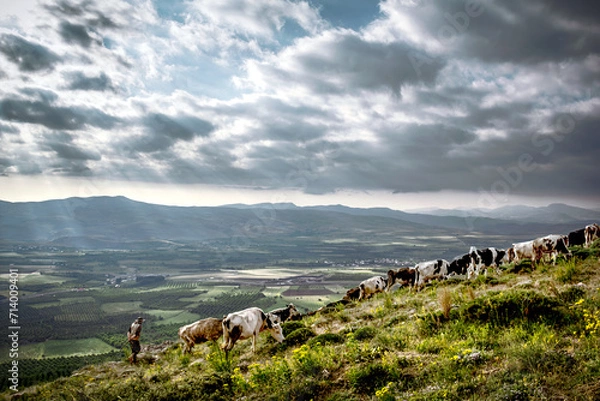 Obraz cows on the mountain