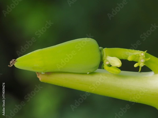 Fototapeta close up a green small papaya hang on branch with green nature blurred background.
