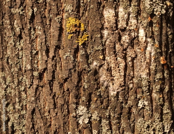 Obraz Bark maple