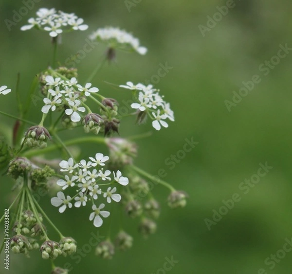 Obraz Meadow Flowers