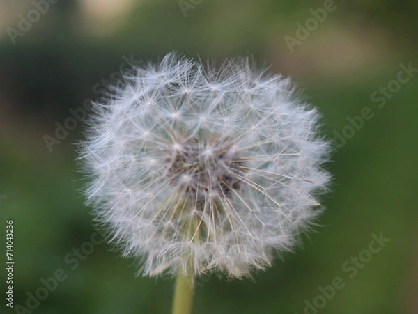 Obraz Dandelion