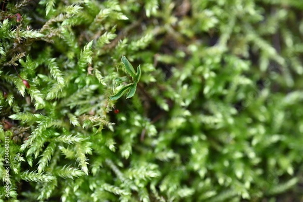 Obraz Close up of moss structure