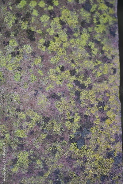 Obraz Close up of moss structure