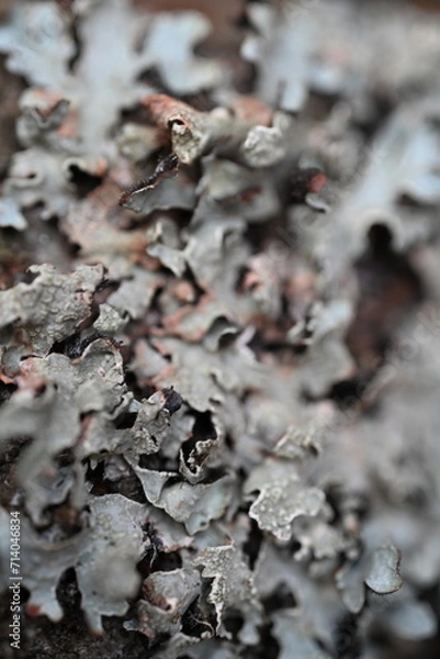 Obraz close up of lichen on a tree