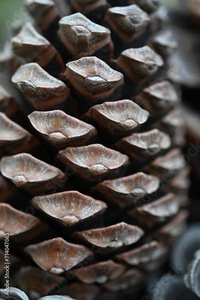 Obraz close up of an pine cone