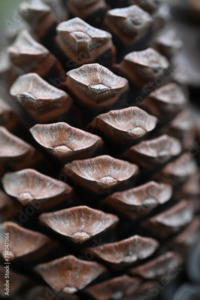 Obraz close up of an pine cone