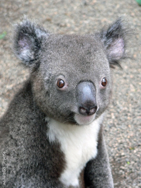 Obraz koala