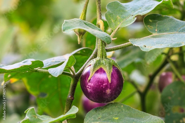 Obraz  eggplant on tree in garden