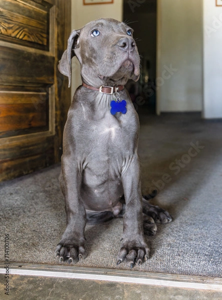 Fototapeta Black Boerboel puppy sited in front of the door at home guarding the entrance.
