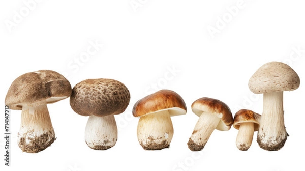 Fototapeta multiple fungi mushrooms against transparent background