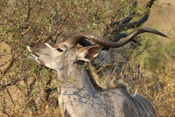 Obraz Greater Kudu