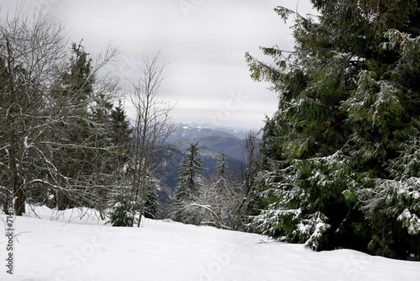 Obraz snow covered trees in the mountains, winter in the Carpathians