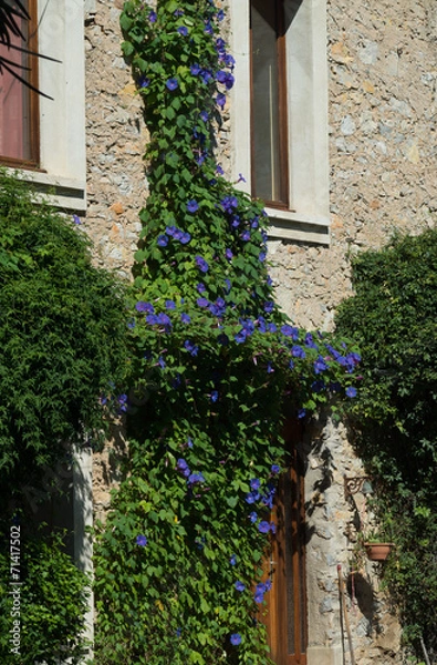 Obraz Fleurs bleues, ipomée