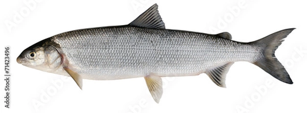 Obraz Sieja (Coregonus lavaretus)