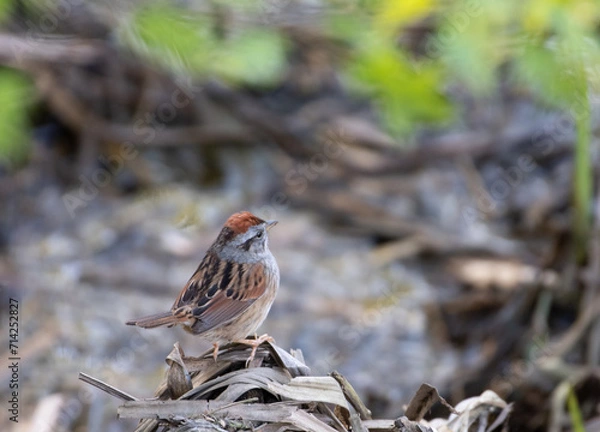 Obraz Swamp Sparrow