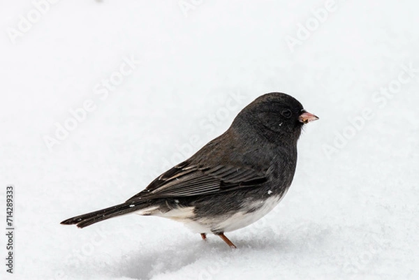 Fototapeta Dark-Eyed Junco