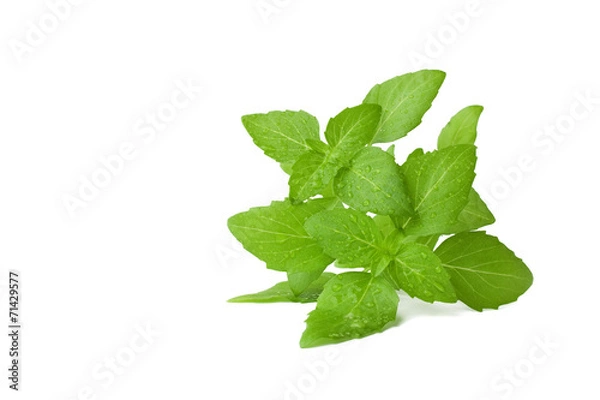 Obraz Basil isolated on a white background