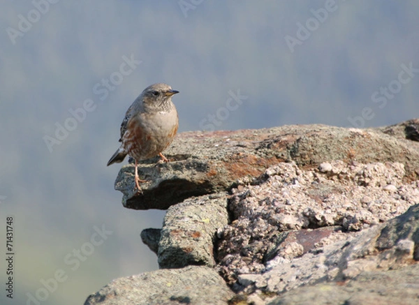 Fototapeta Anthus pratensis