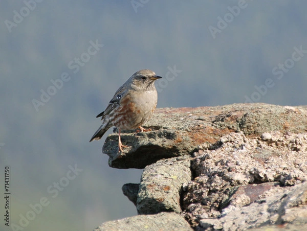 Fototapeta Anthus pratensis
