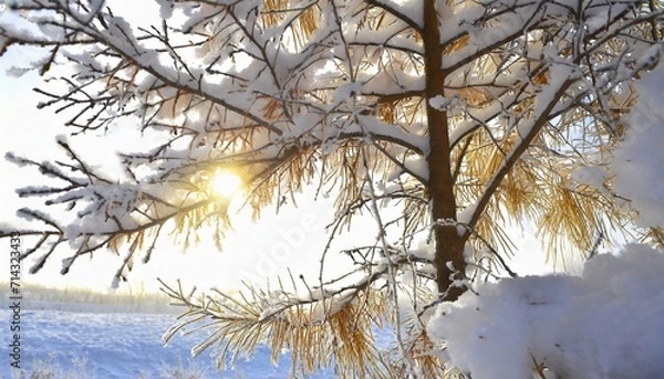 Obraz branches of a snow tree on white background