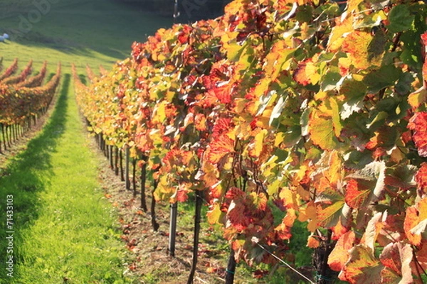 Fototapeta Weingarten 1