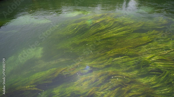 Fototapeta Vibrant Aquatic Plants Flourishing in a Clear Freshwater Stream During Daytime