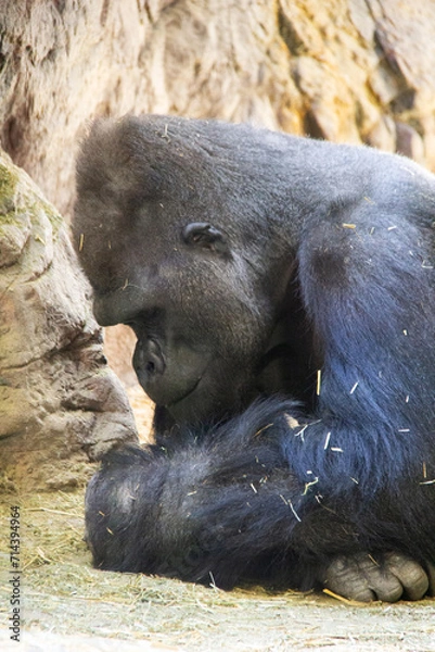 Obraz Portrait of a gorilla relaxing