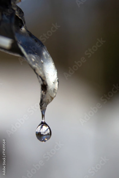 Obraz Maple Sap extracted from a maple tree with an iron tool to make maple syrup