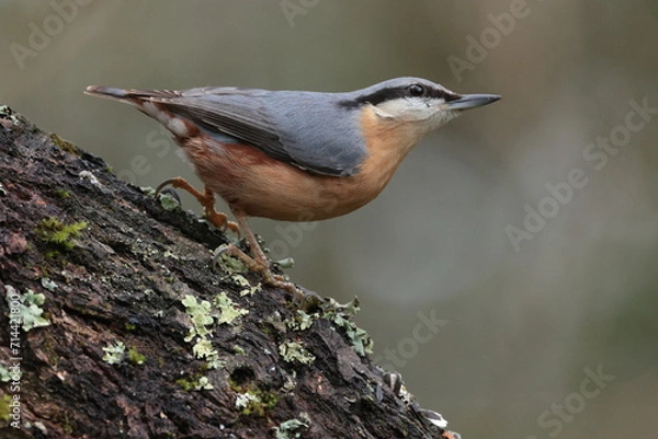 Fototapeta Nuthatch.