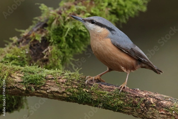 Fototapeta Nuthatch.