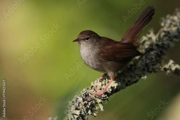 Obraz Cettis warbler.