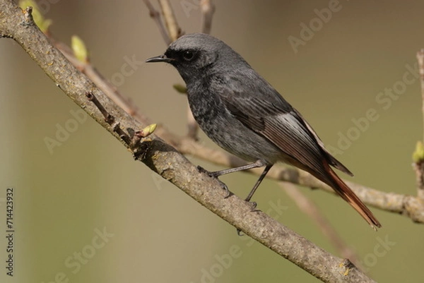 Fototapeta Black redstart.