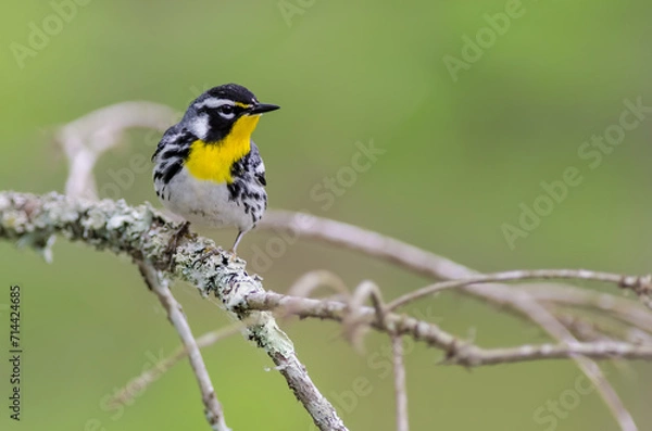 Obraz Yellow-throated Warbler